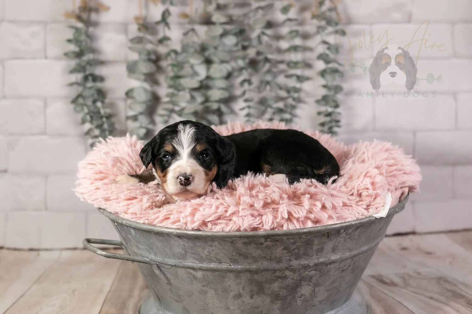 Trumpet Bernedoodle Puppy-30.jpg