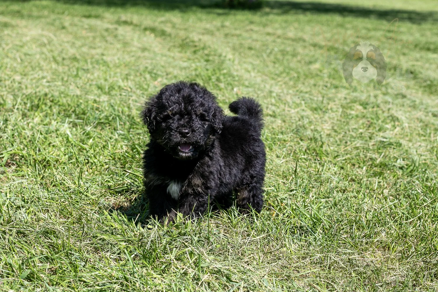 Denali Bernedoodle Puppy-535.jpg