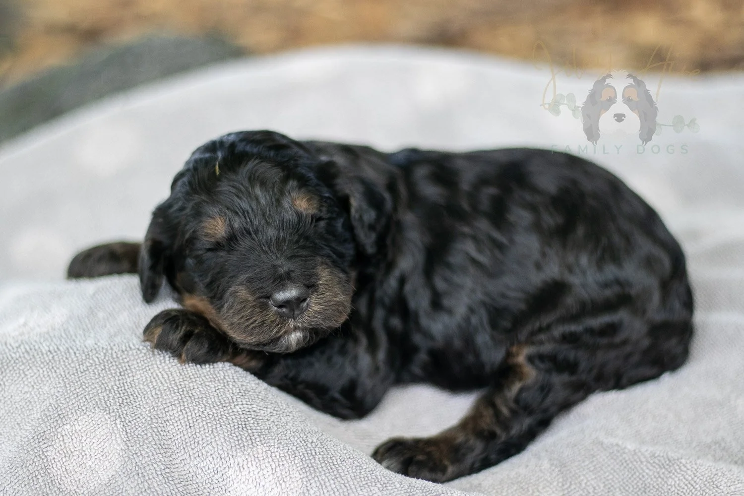 Acadia Bernedoodle Puppy-76.jpg