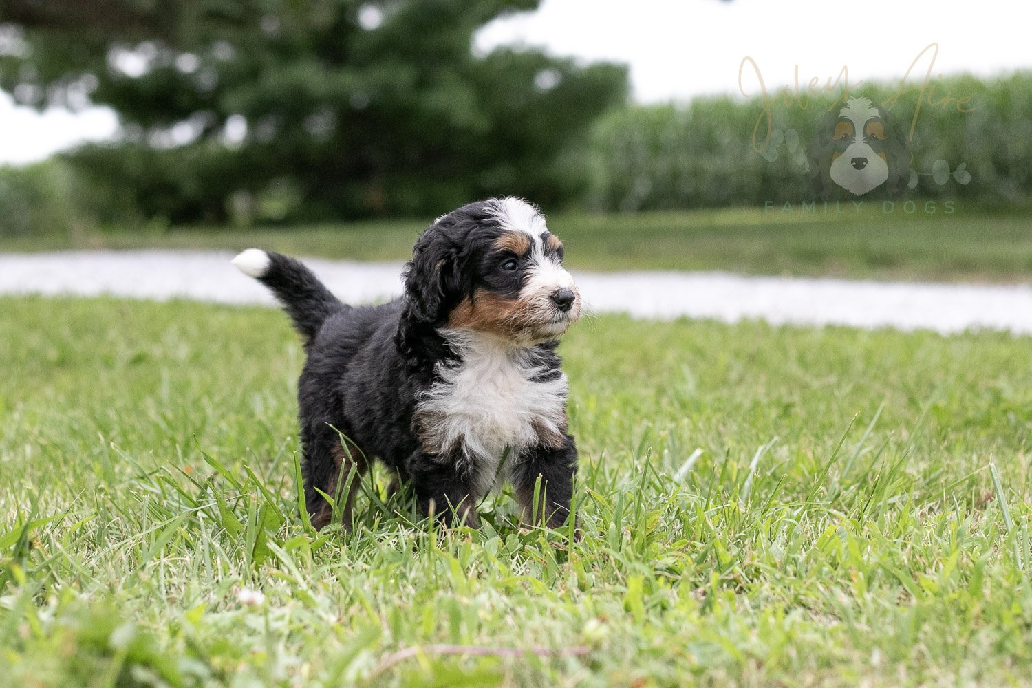 Diana Barry Bernedoodle Puppy-65.jpg