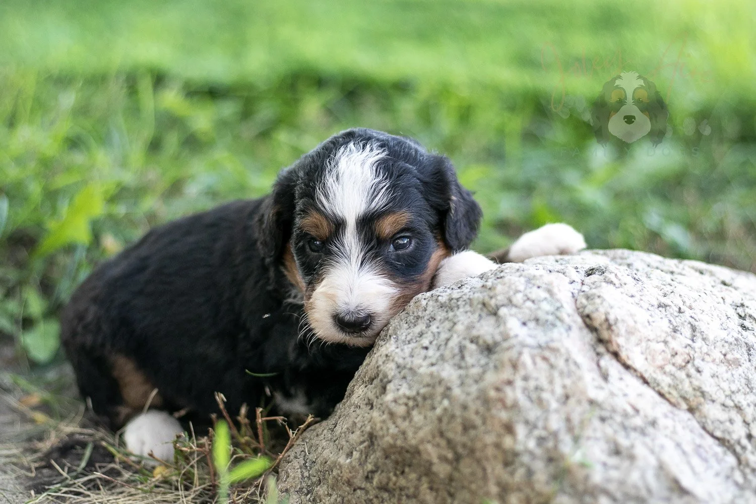 Diana Barry Bernedoodle Puppy-570.jpg