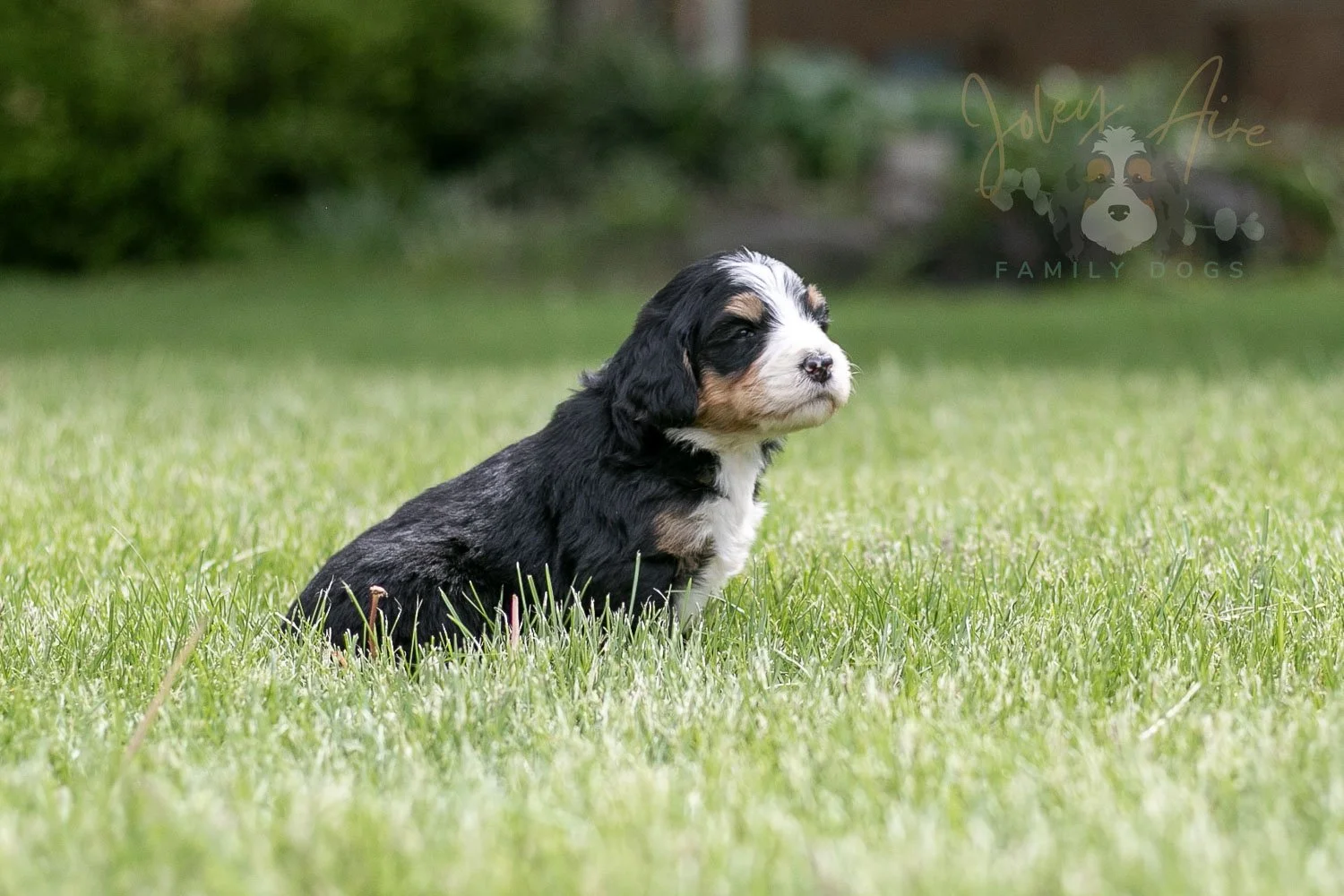 Trumpet Bernedoodle Puppy-22.jpg