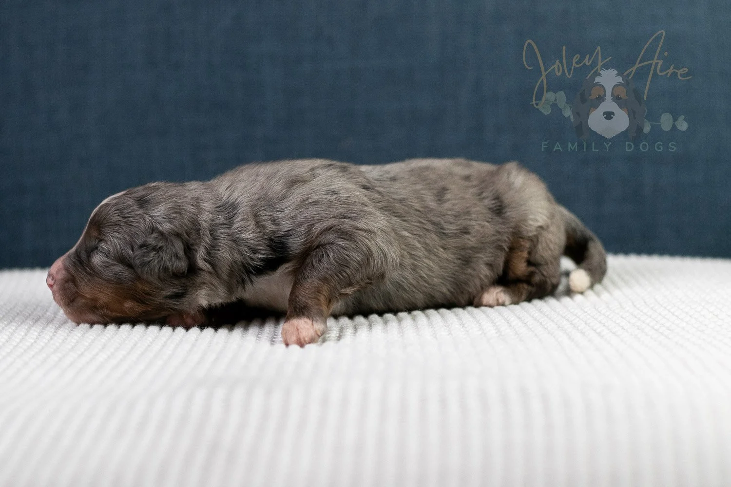 Alex Bernedoodle Puppy-44.jpg