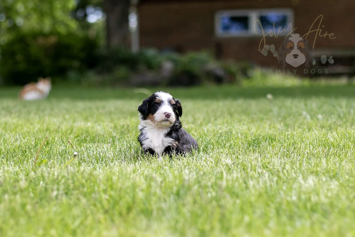Harmonica Bernedoodle Puppy-36.jpg