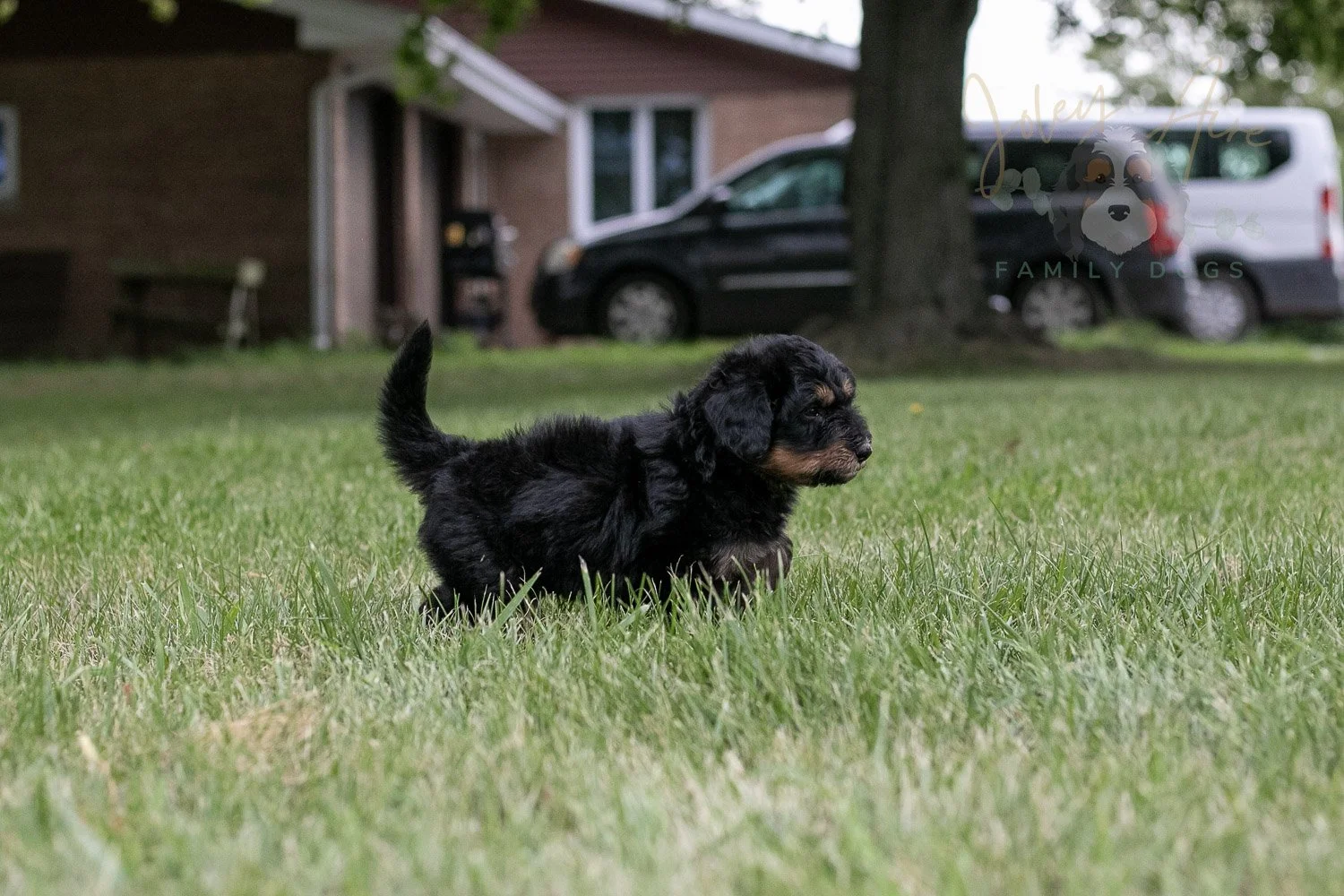 Gilbert Blythe Bernedoodle Puppy-122.jpg