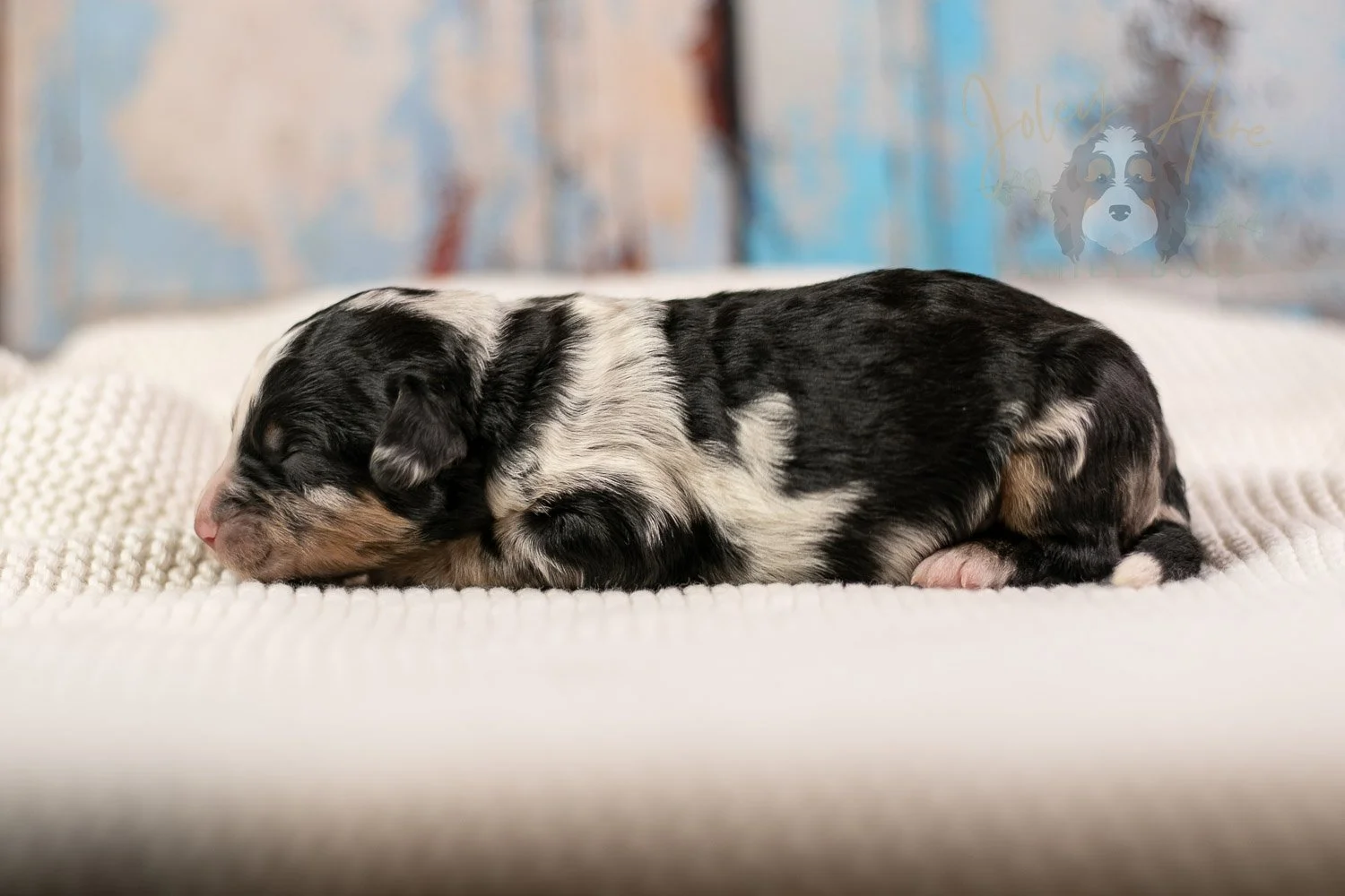Artemisia Bernedoodle Puppy-141.jpg