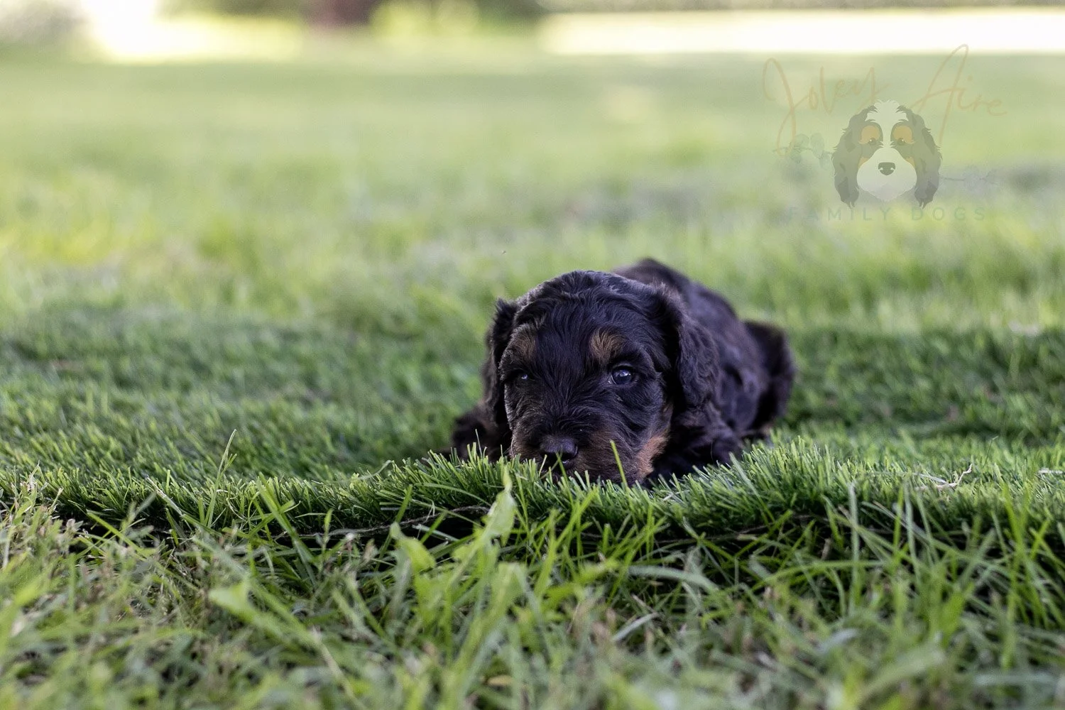 Bryce Bernedoodle Puppy-397.jpg