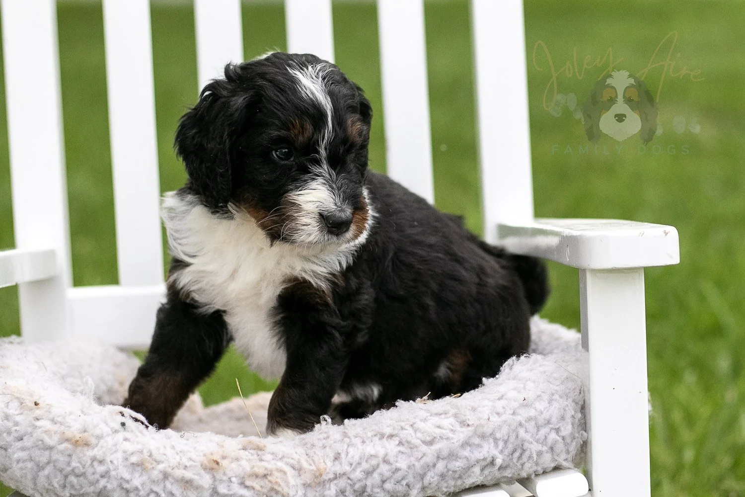 Yosemite Bernedoodle Puppy-967.jpg