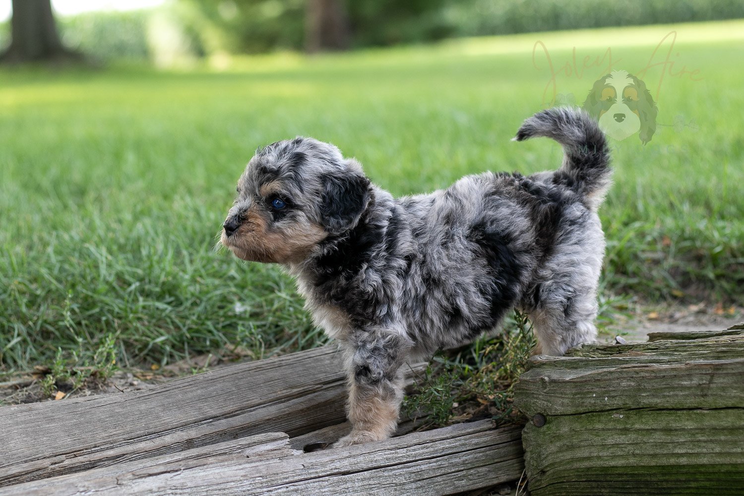 Mary Cassatt Bernedoodle Puppy-181.jpg