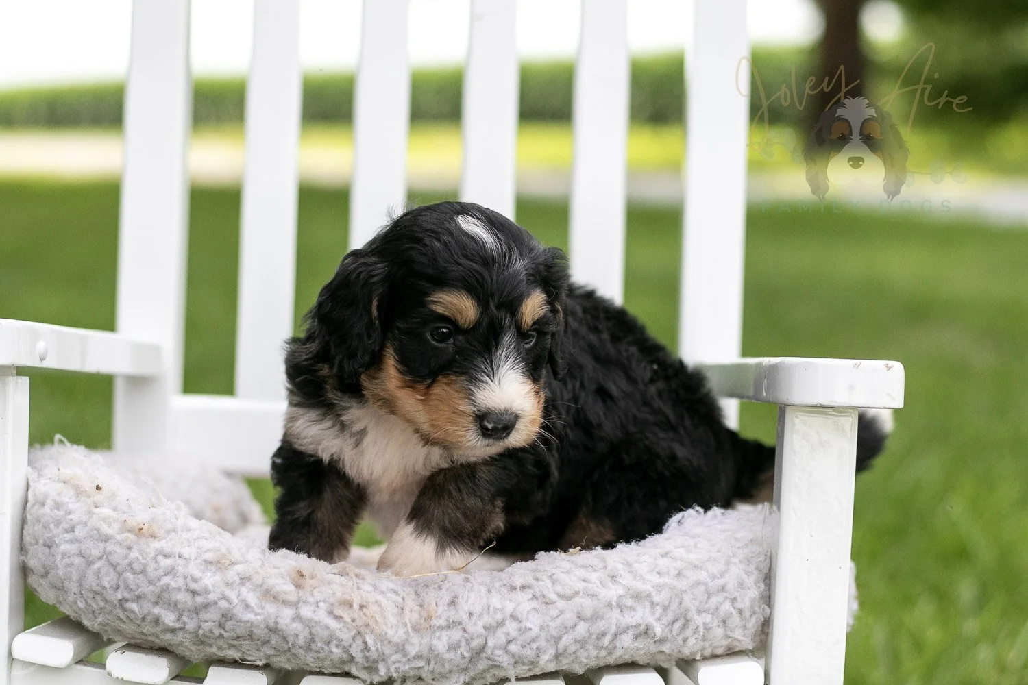 Walter Shirley Bernedoodle Puppy-882.jpg