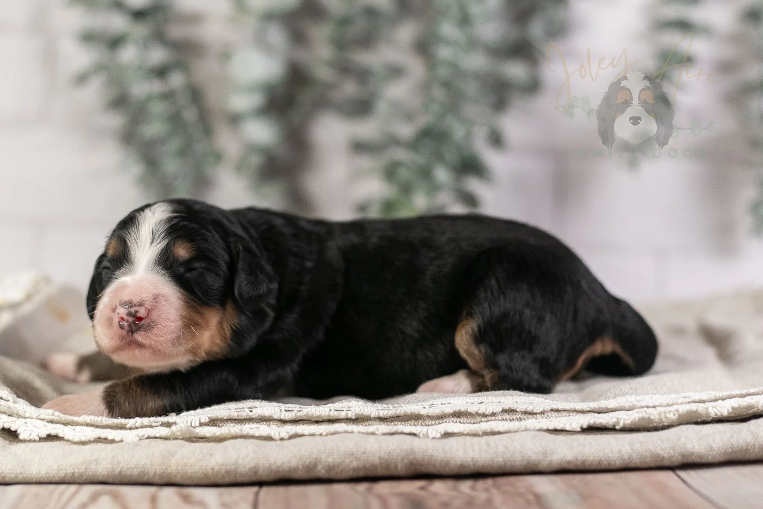 Trumpet Bernedoodle Puppy-2-2.jpg