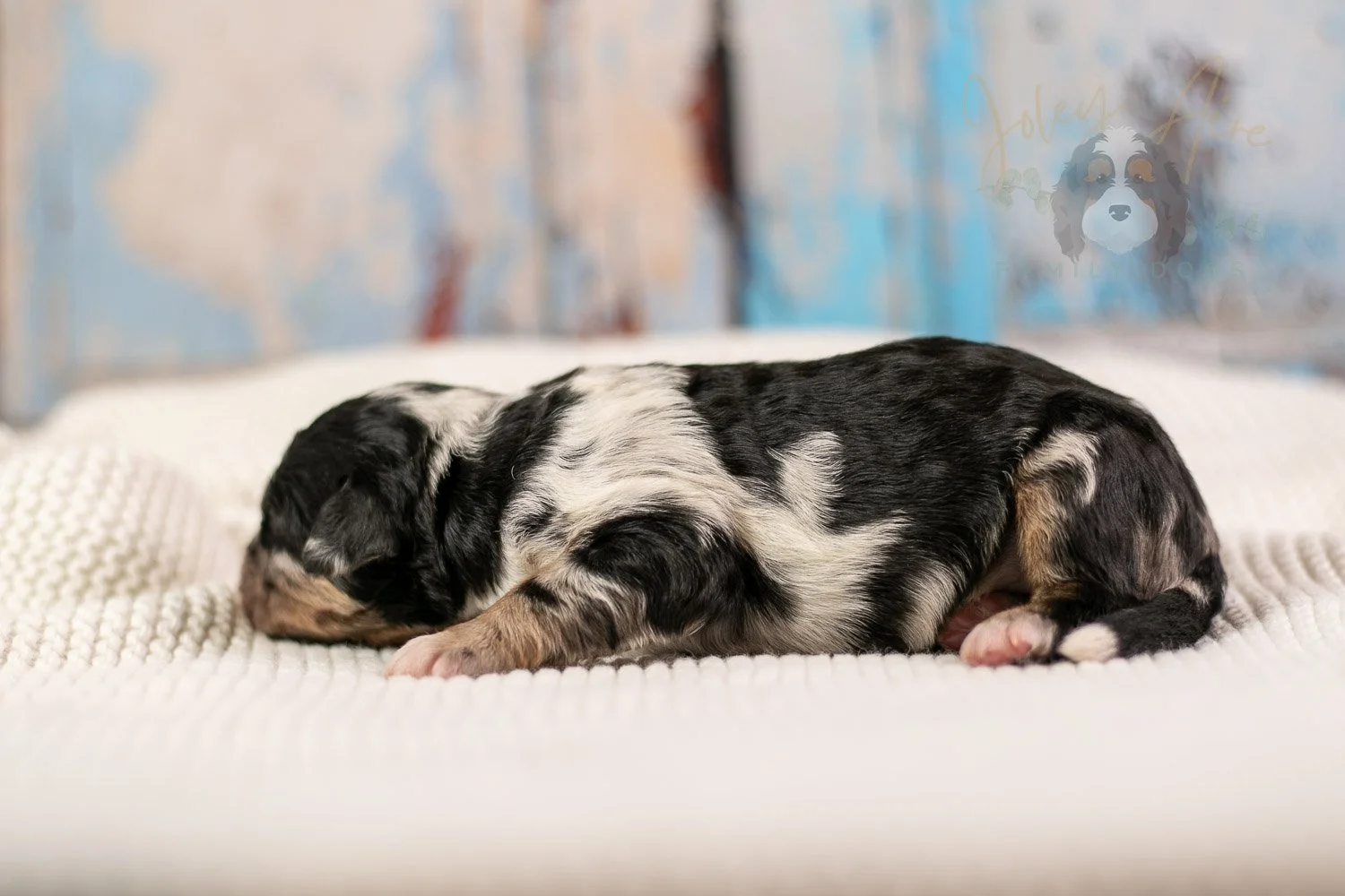 Artemisia Bernedoodle Puppy-140.jpg