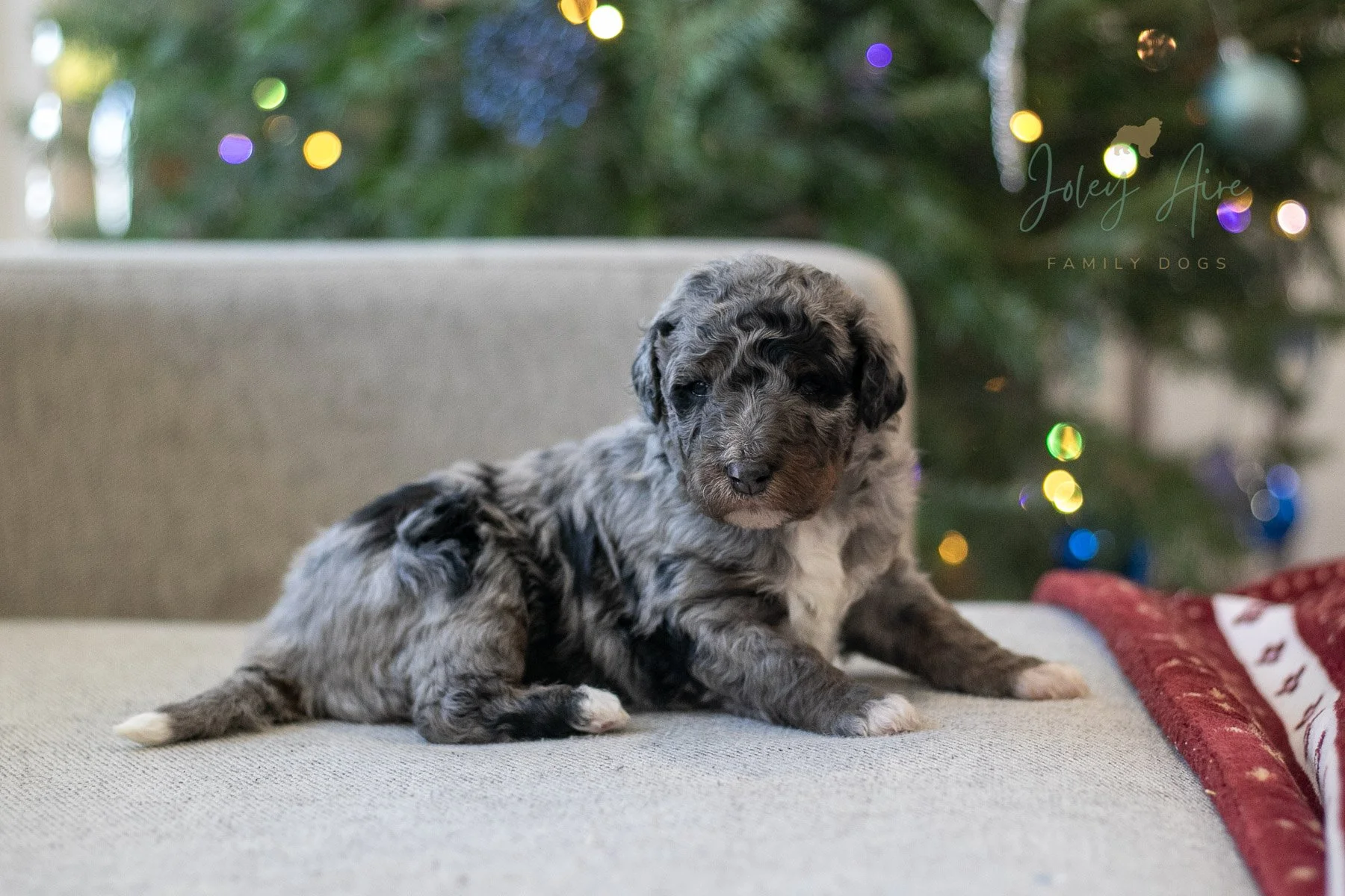 Eowyn - Phantom Merle Bernedoodle Puppy