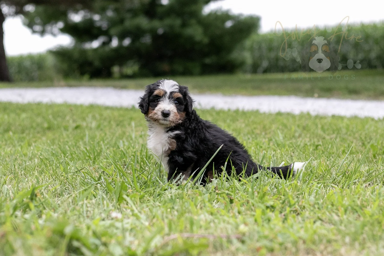 Diana Barry Bernedoodle Puppy-66.jpg