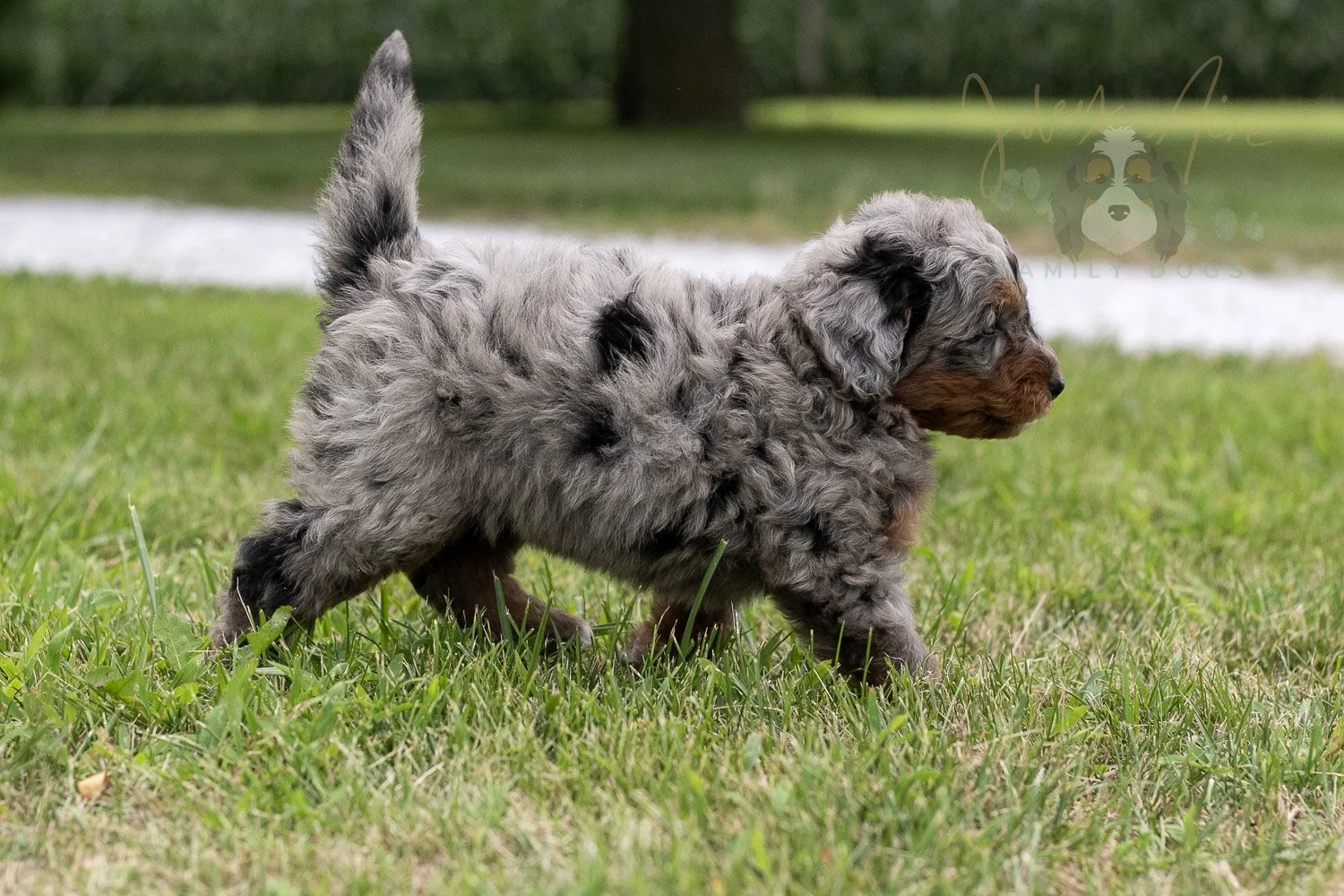 Marilla Cuthbert Bernedoodle Puppy-55.jpg