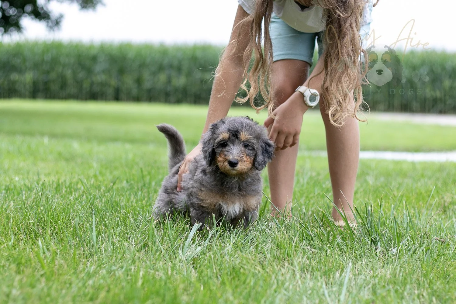 Josie Bernedoodle Puppy-27.jpg