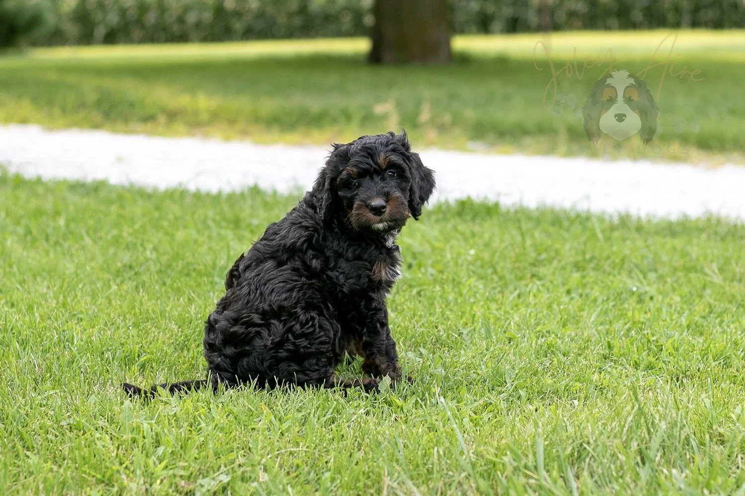 Denali Bernedoodle Puppy-93.jpg
