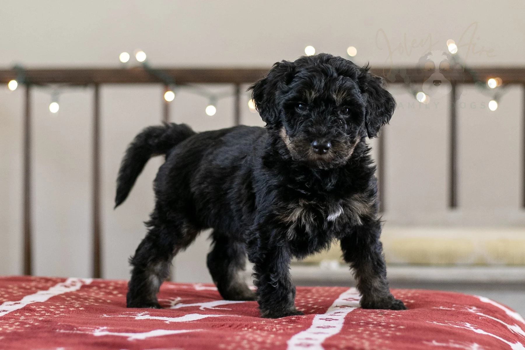 Fitz Roy 🔴 Reserved