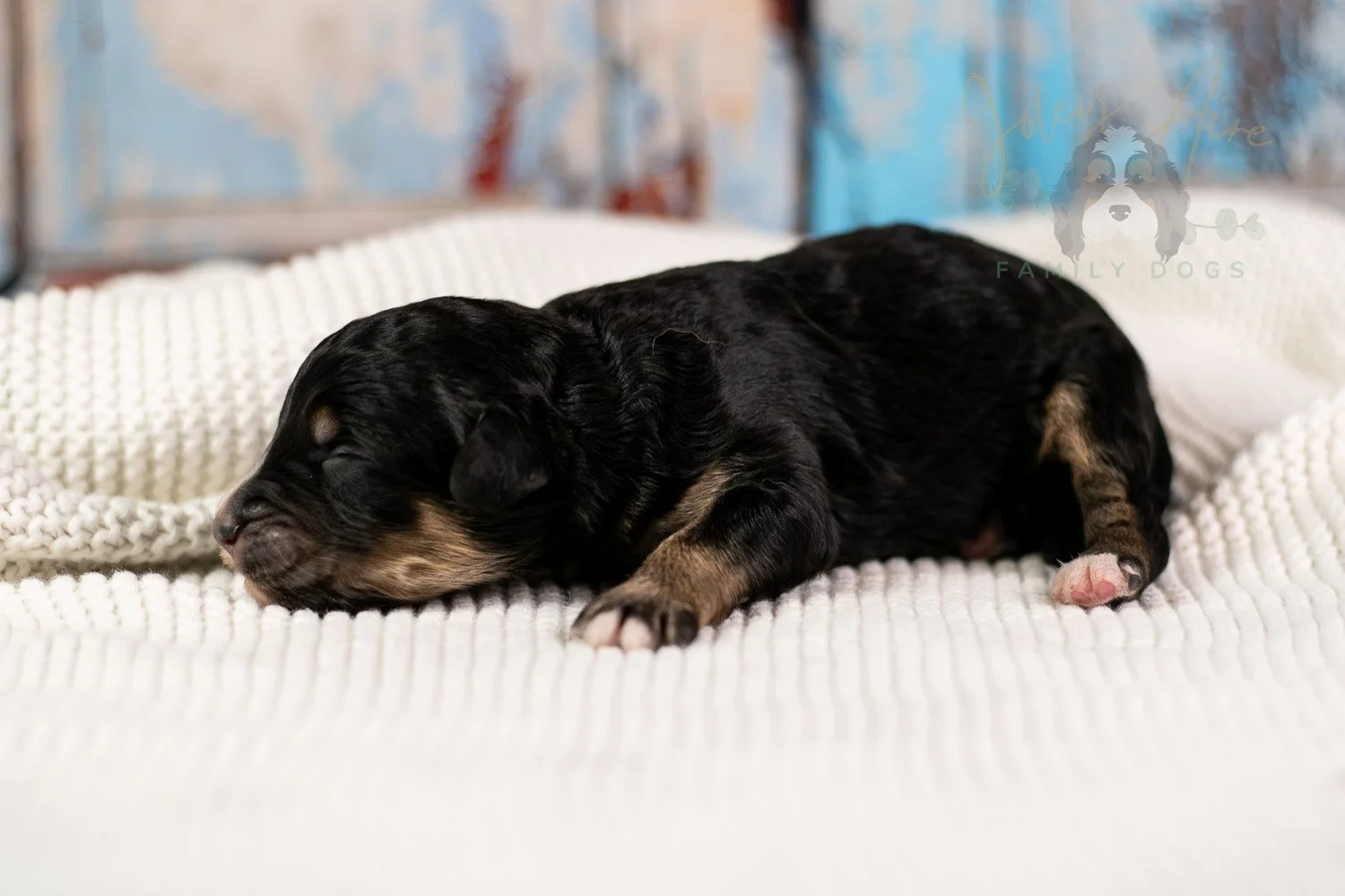 Da Vinci Bernedoodle Puppy-101.jpg