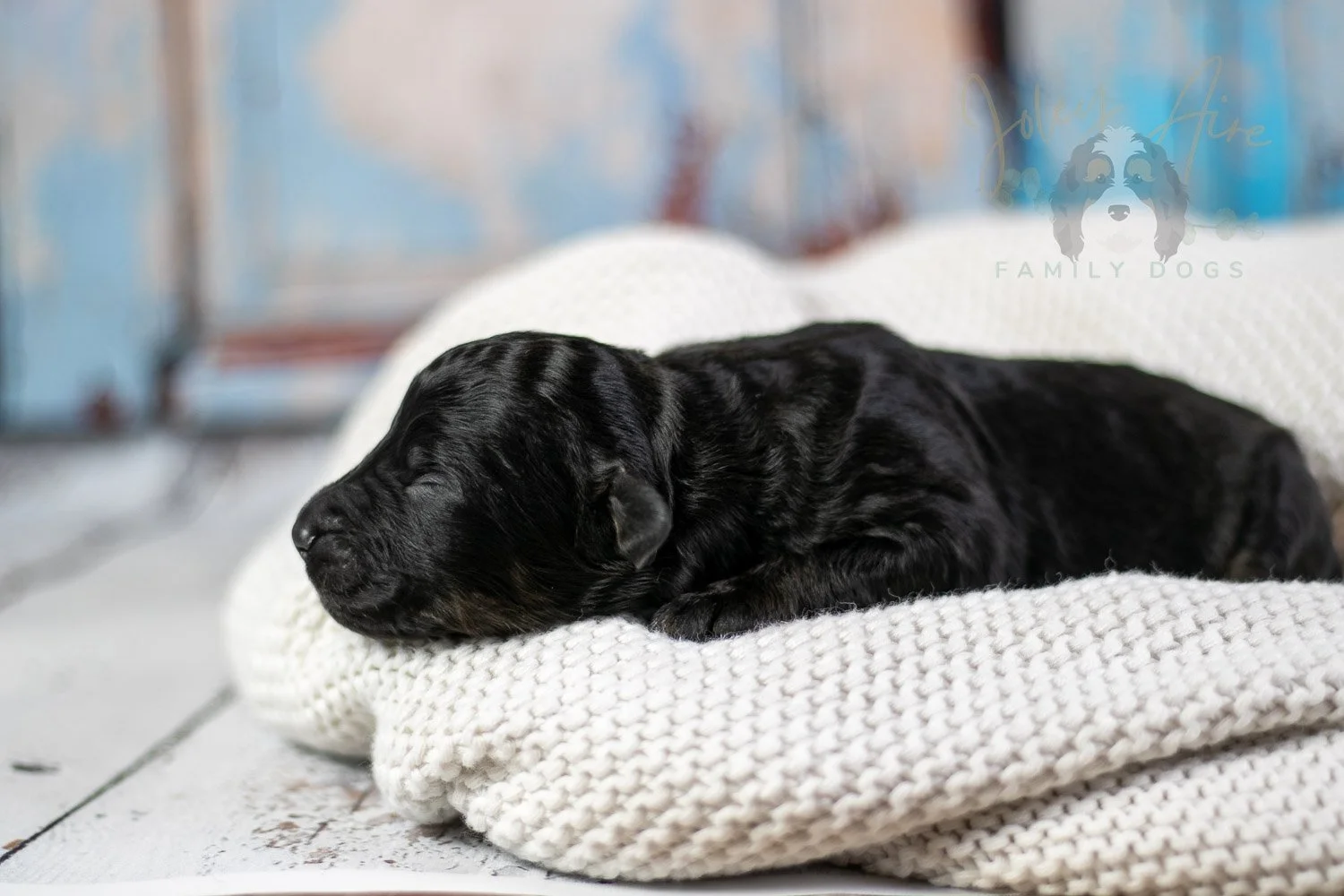 Andy Warhol Bernedoodle Puppy-39.jpg