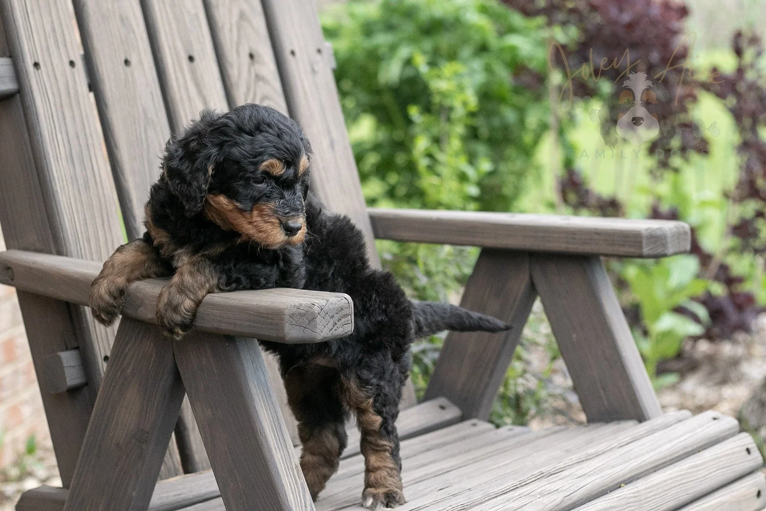 Banjo Bernedoodle Puppy-18.jpg