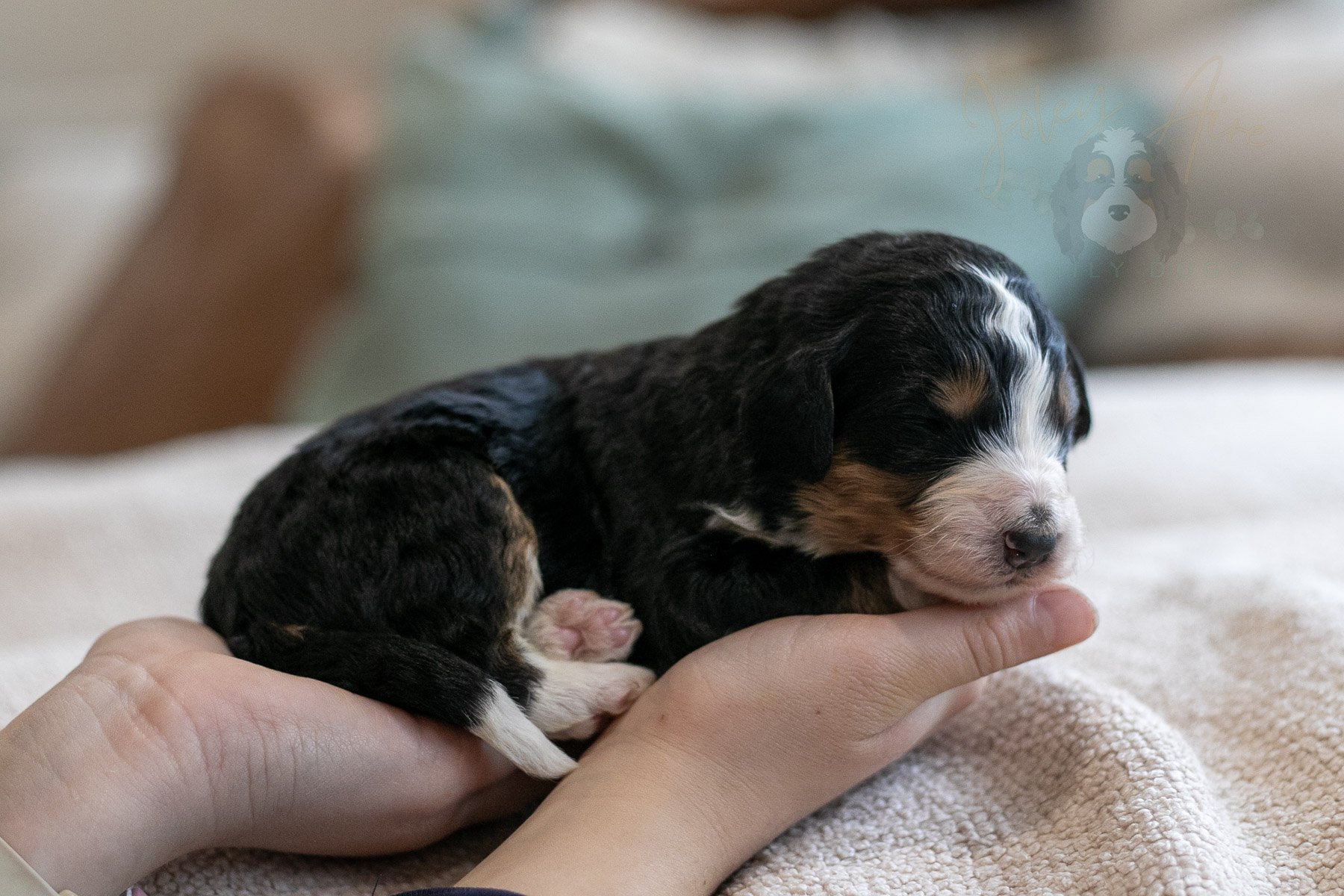 Axel - Tri-color Merle Male Bernedoodle Puppy