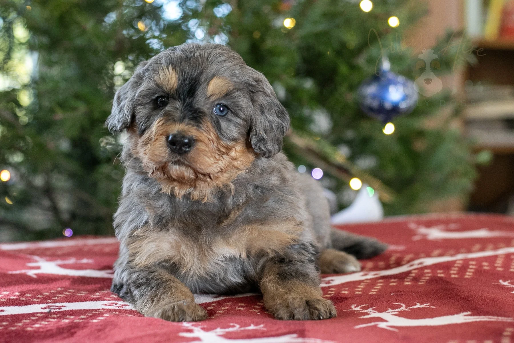 Everest - 🔴Reserved