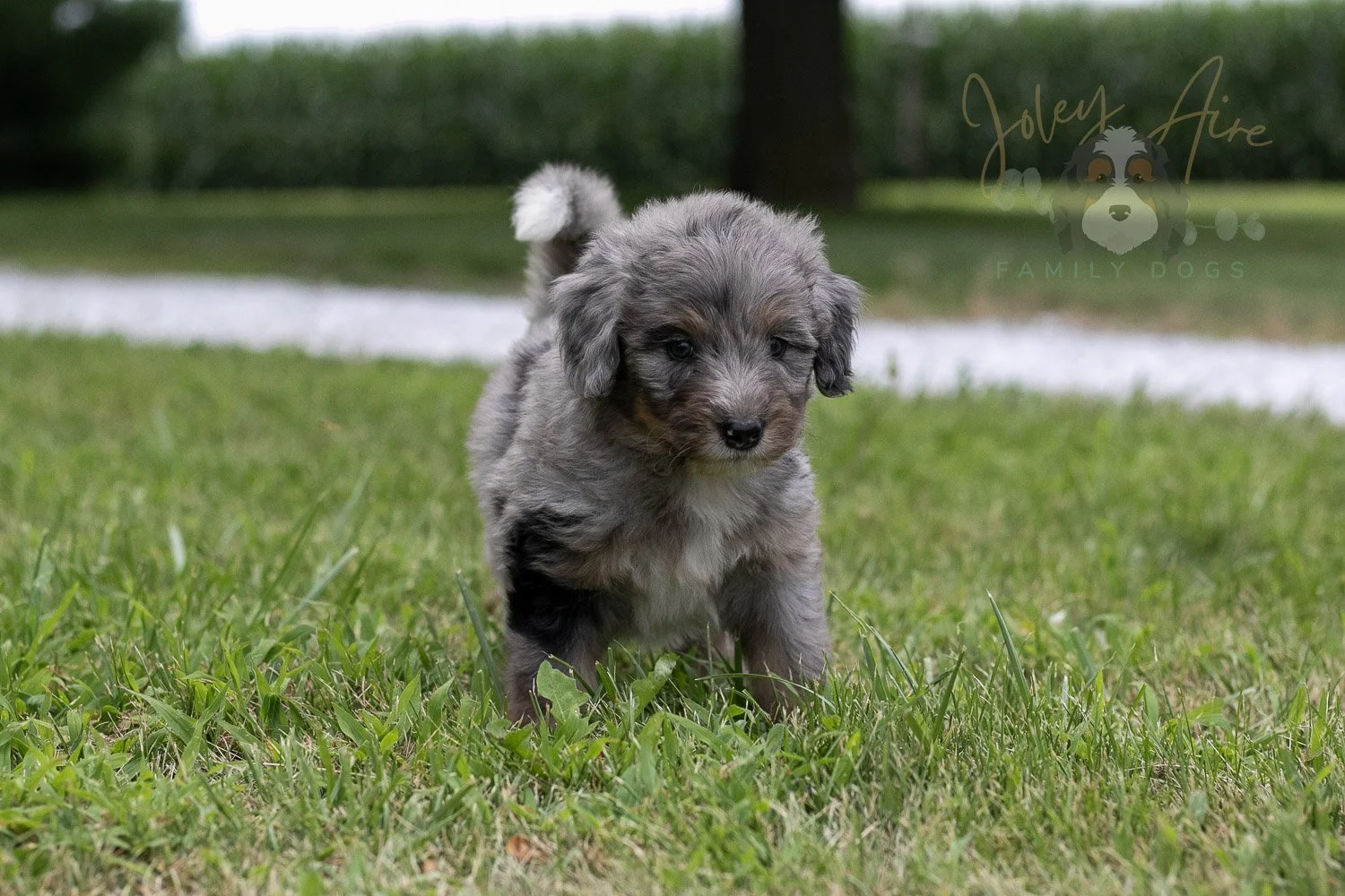 Matthew Cuthbert Bernedoodle Puppy-19.jpg