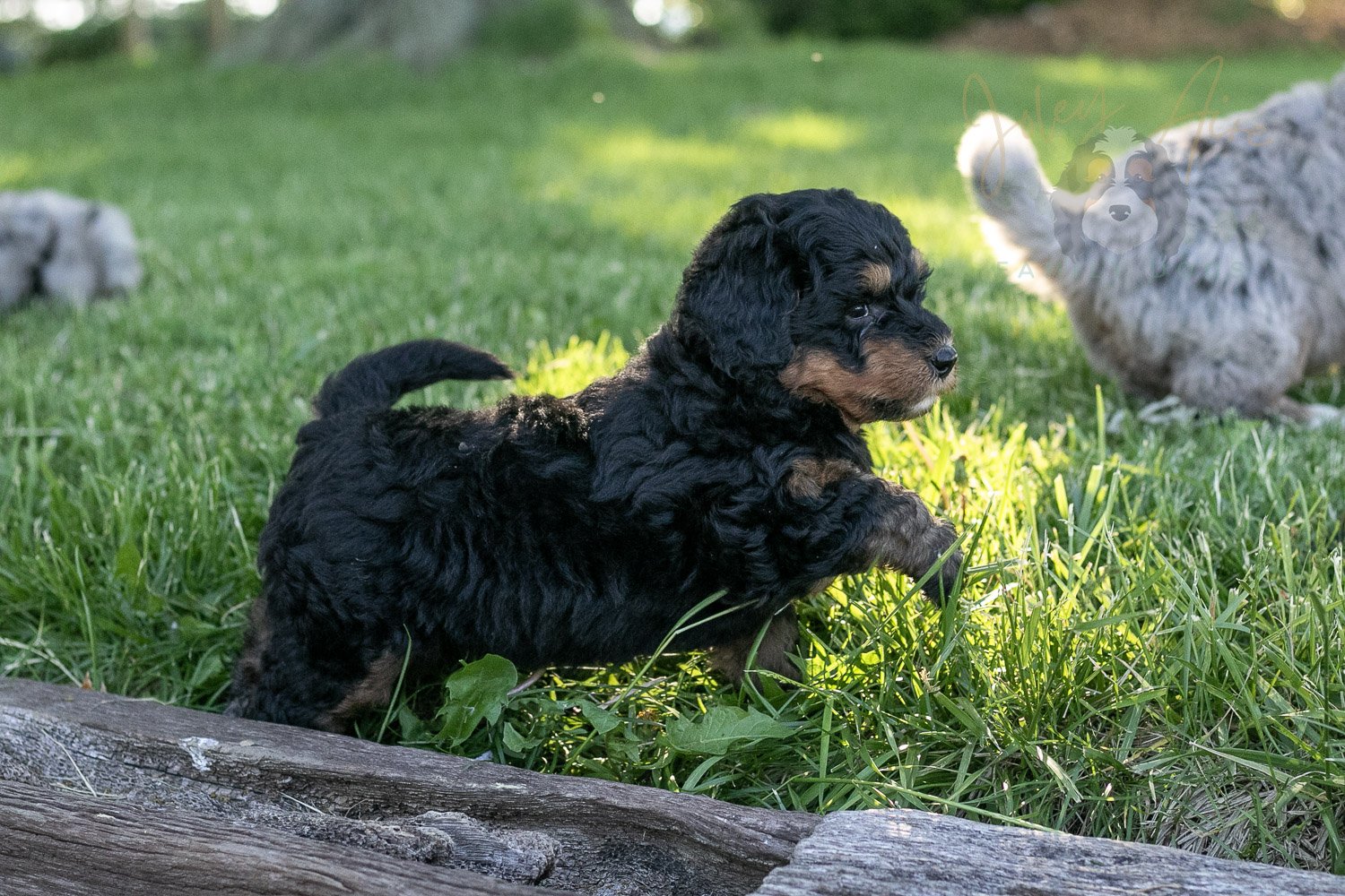 Guitar Bernedoodle Puppy-8.jpg