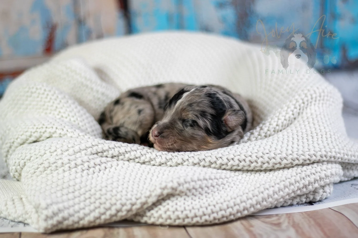 Frida Kahlo Bernedoodle Puppy-18.jpg
