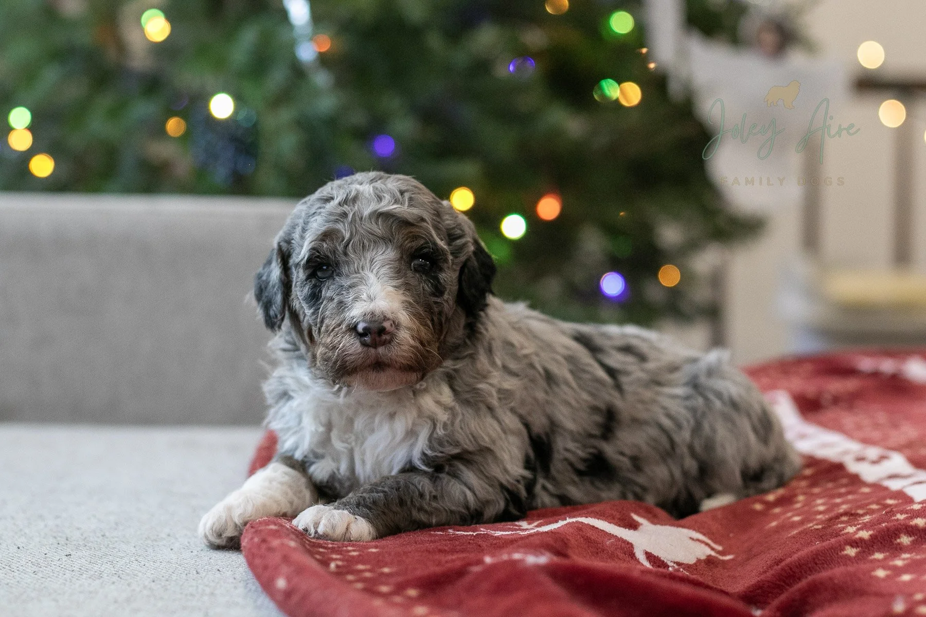Samwise - Tri-color Merle Bernedoodle Puppy