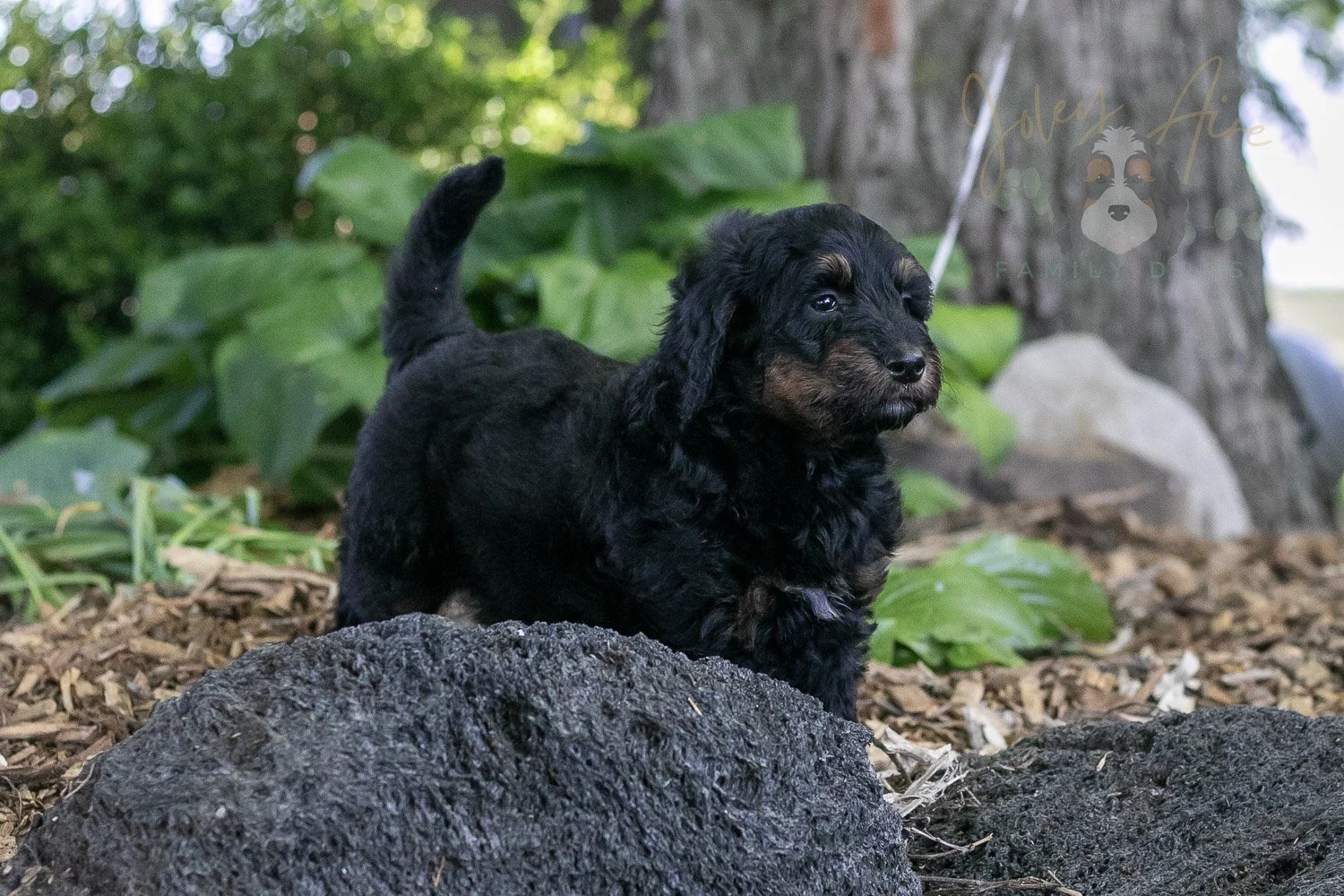 Piano Bernedoodle Puppy-16.jpg