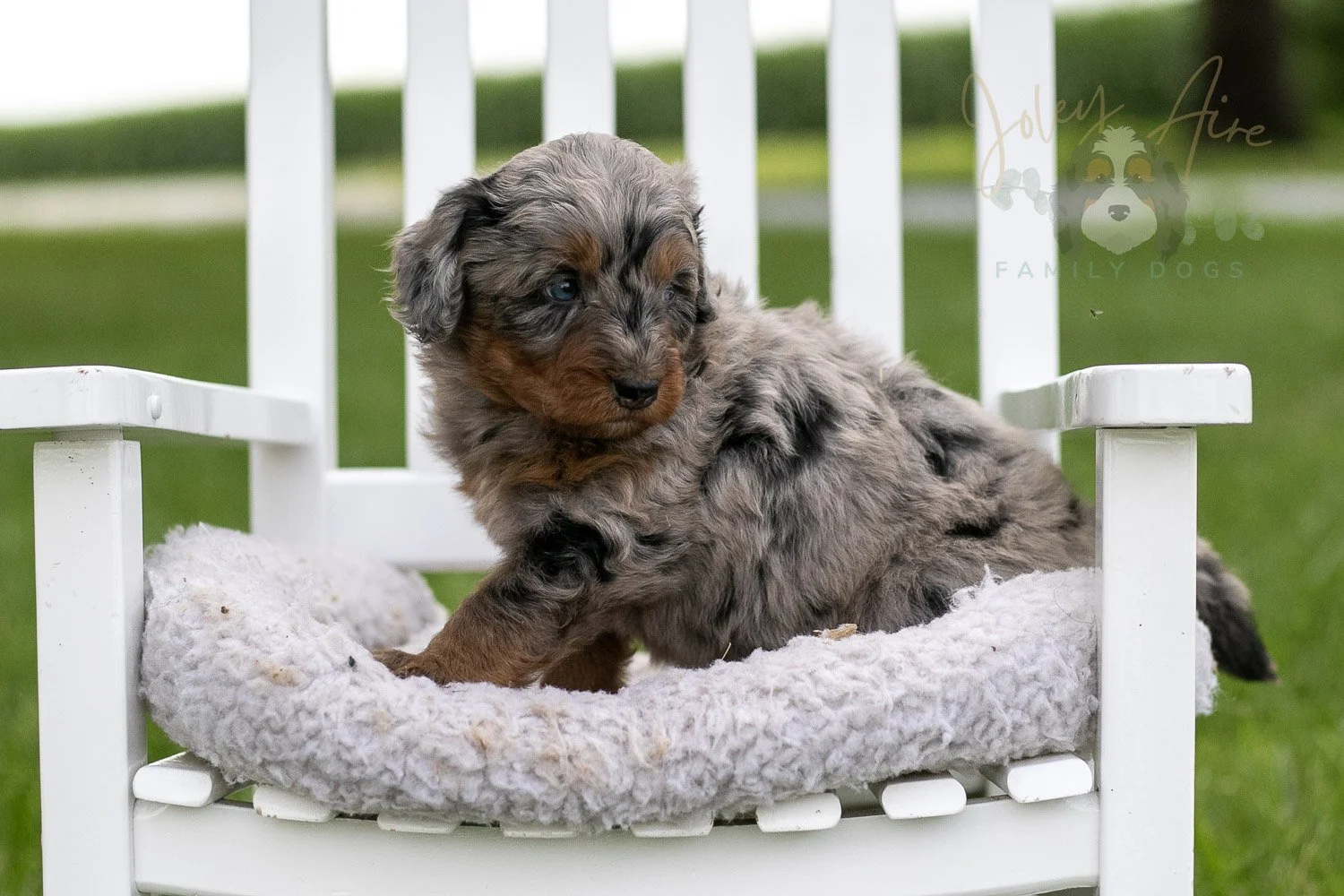 Marrila Cuthbert Bernedoodle Puppy-955.jpg