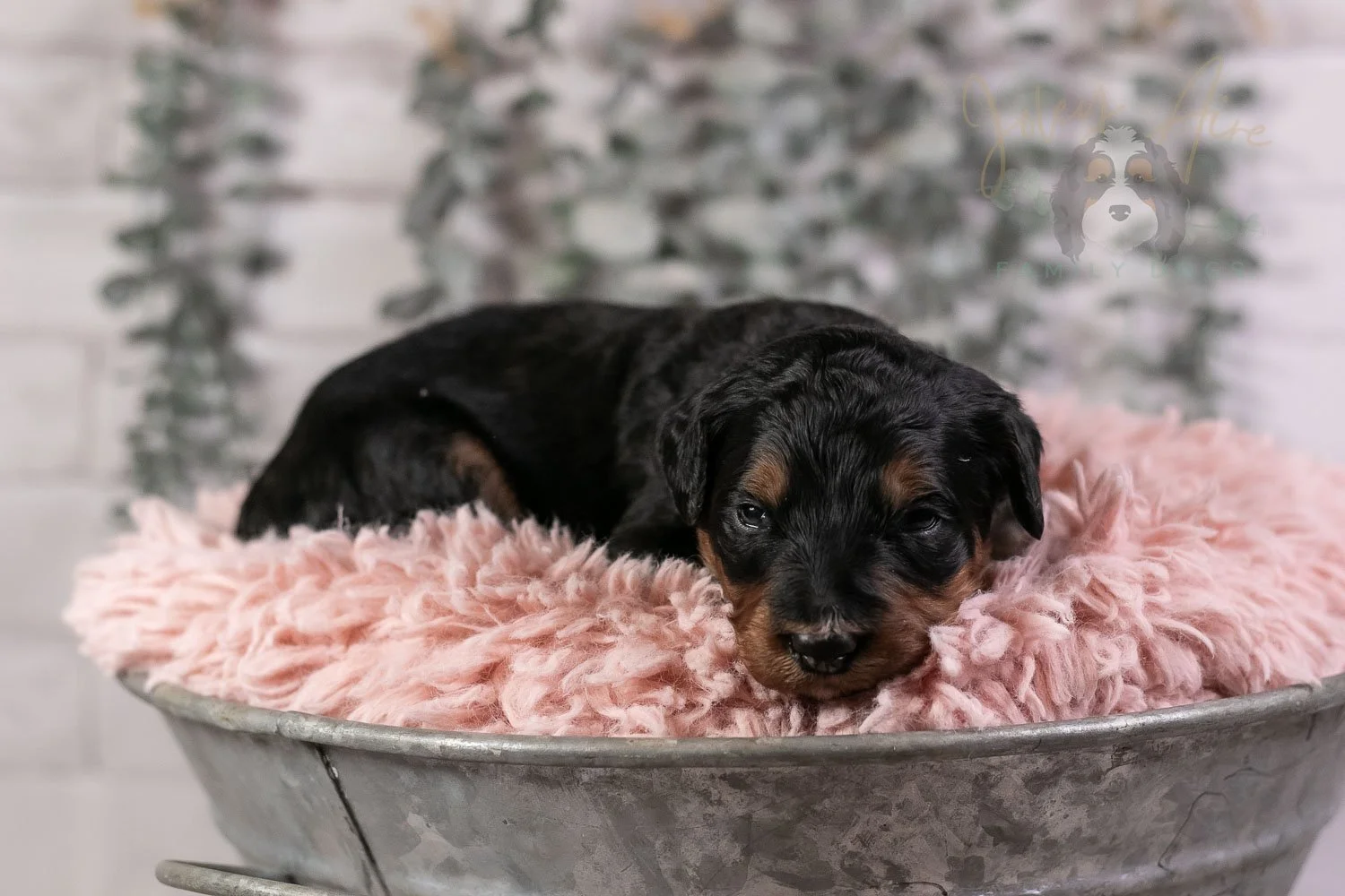 Banjo Bernedoodle Puppy-22.jpg
