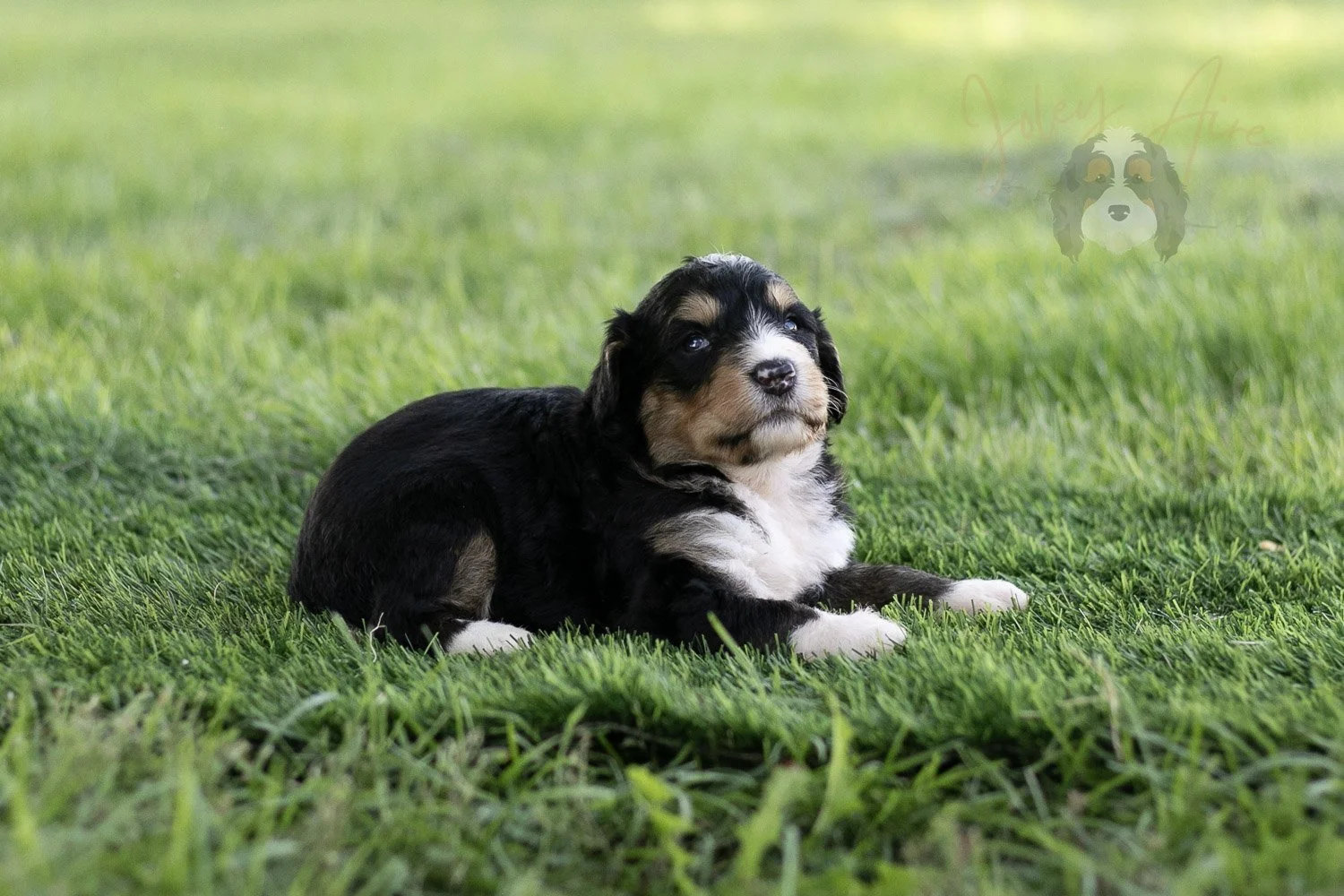 Walter Shirley Bernedoodle Puppy-451.jpg