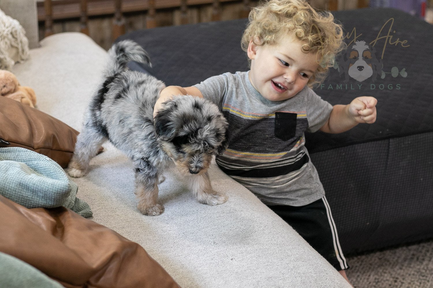 Mary Bernedoodle Puppy-308.jpg