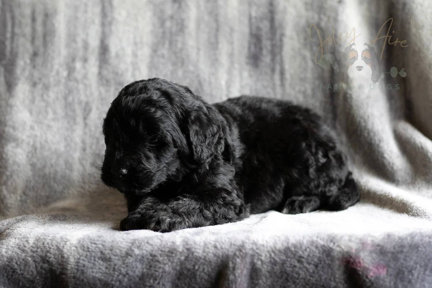 Claude Monet Bernedoodle Puppy-189.jpg