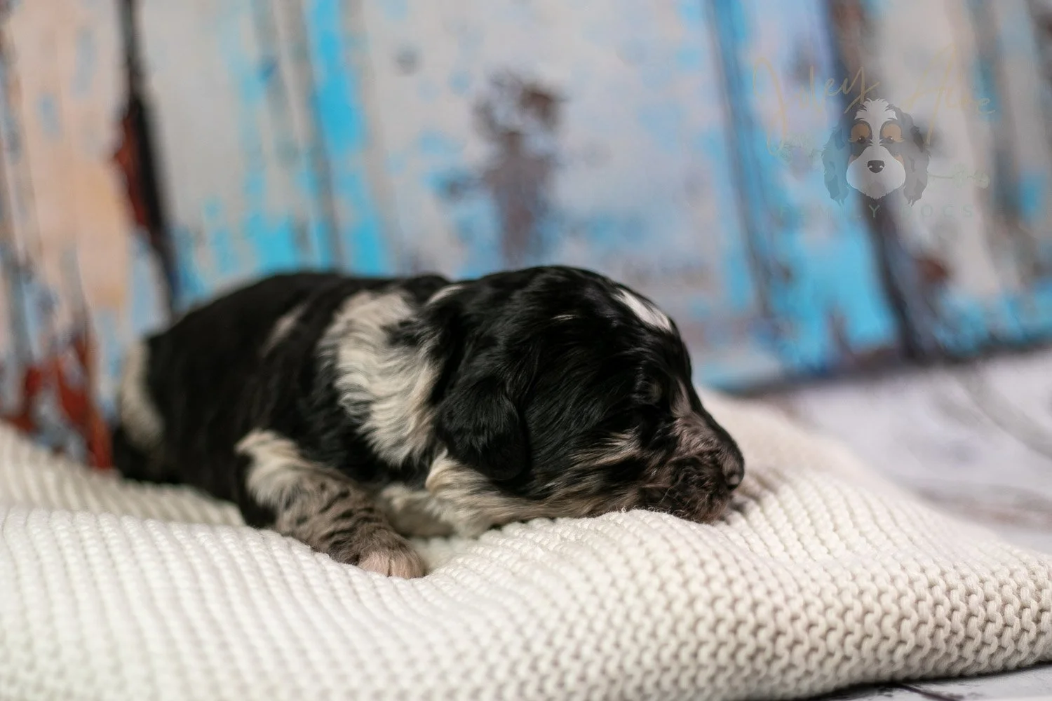 Bob Ross Bernedoodle Puppy-303.jpg