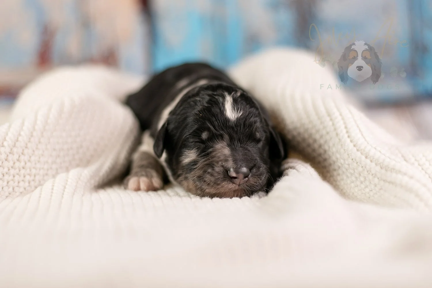 Bob Ross Bernedoodle Puppy-138.jpg