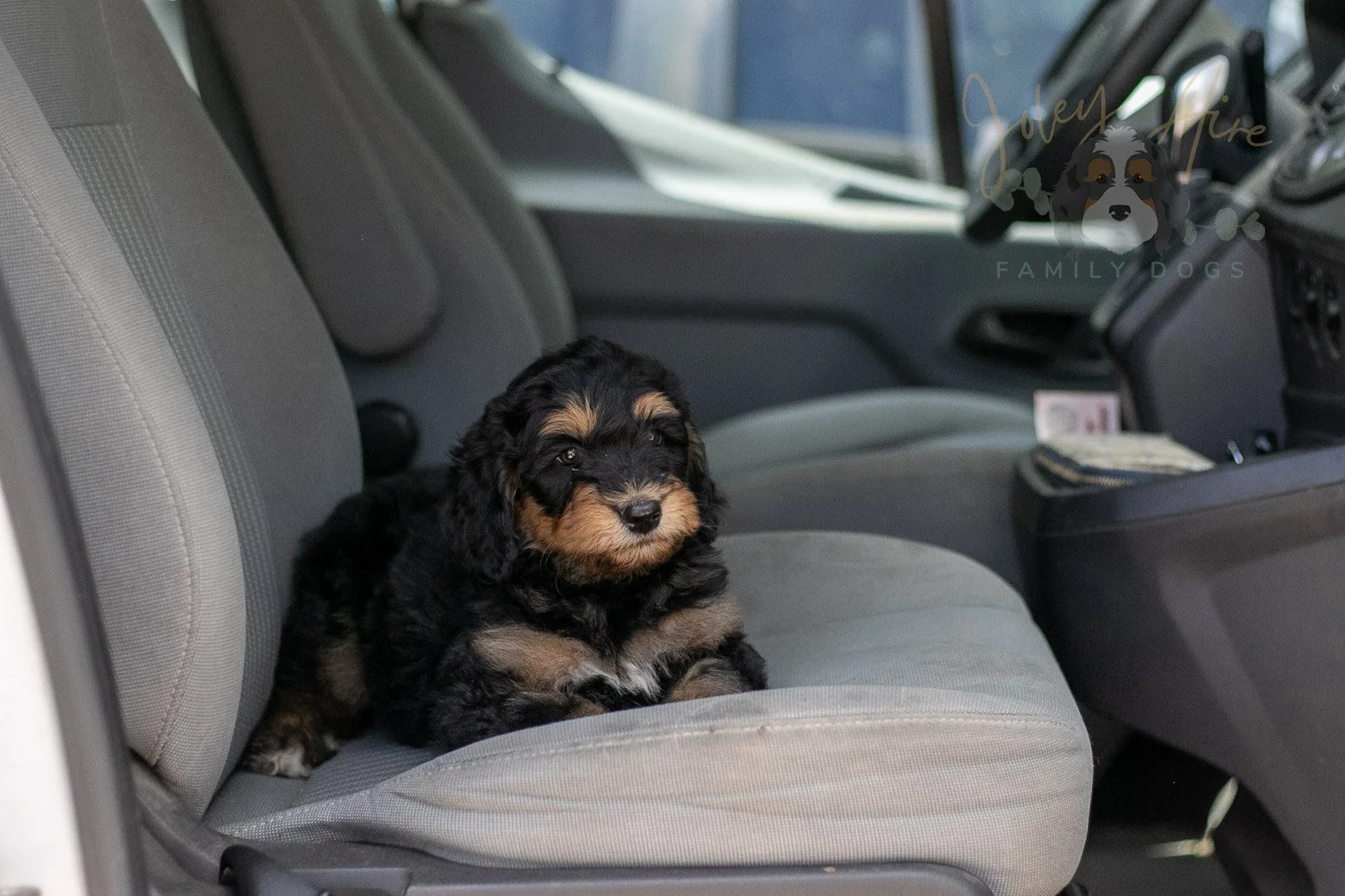 Mini Mae Bernedoodle Puppy-381.jpg