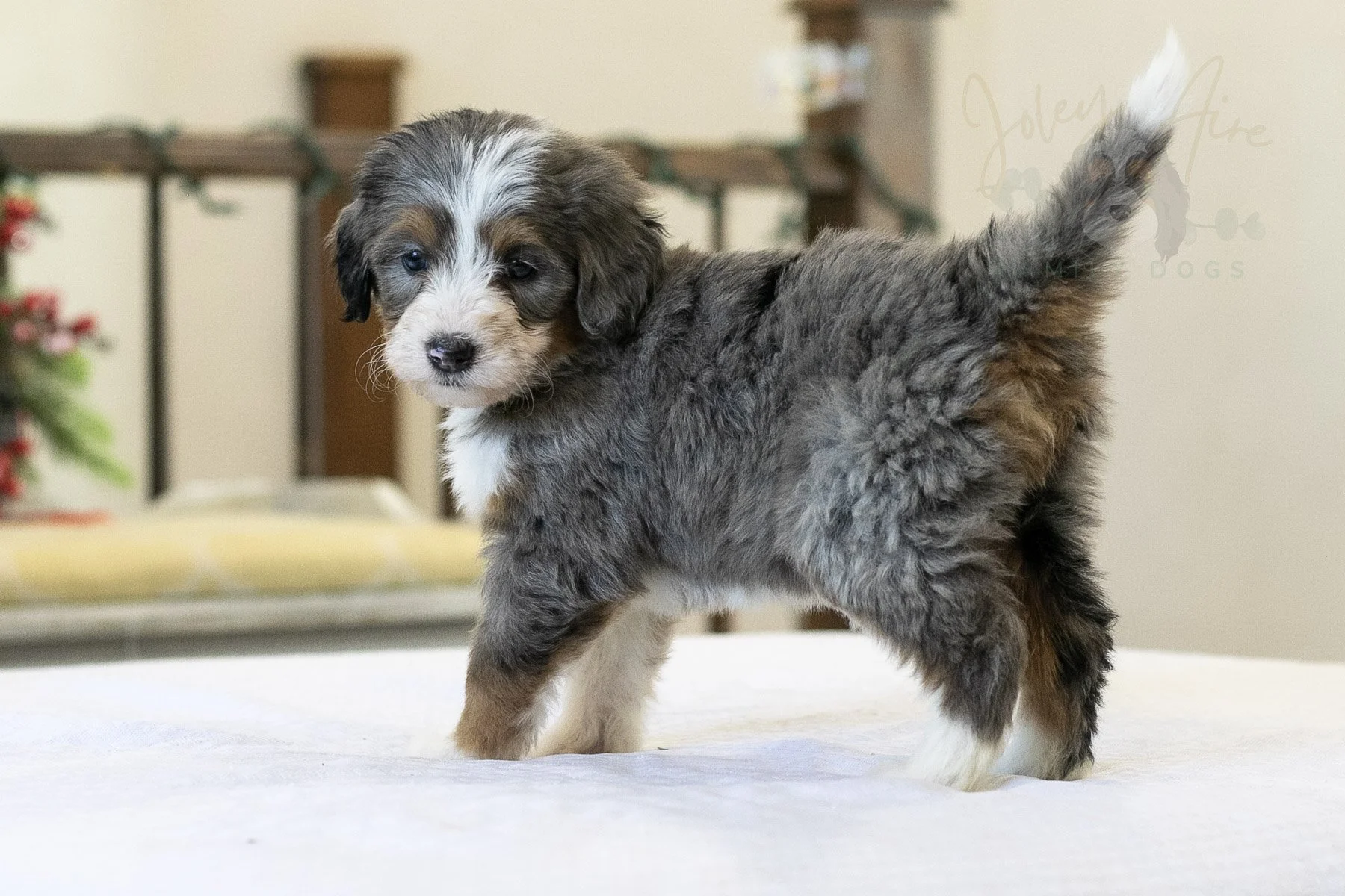 Fuji Bernedoodle Puppy-08.jpg