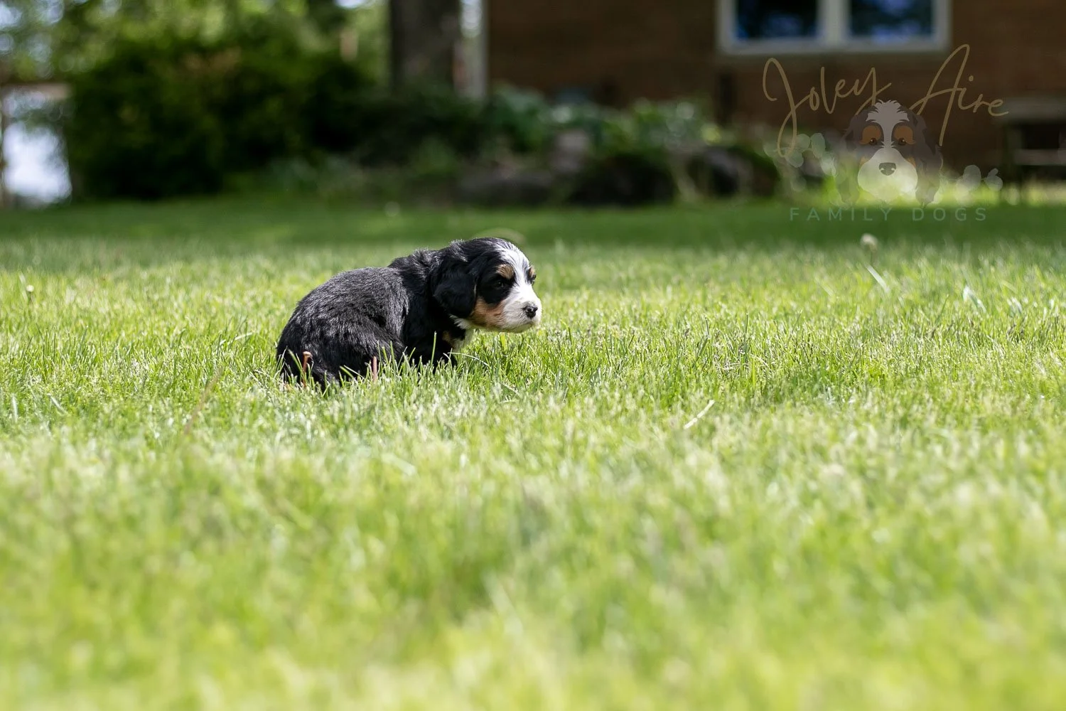 Trumpet Bernedoodle Puppy-20.jpg