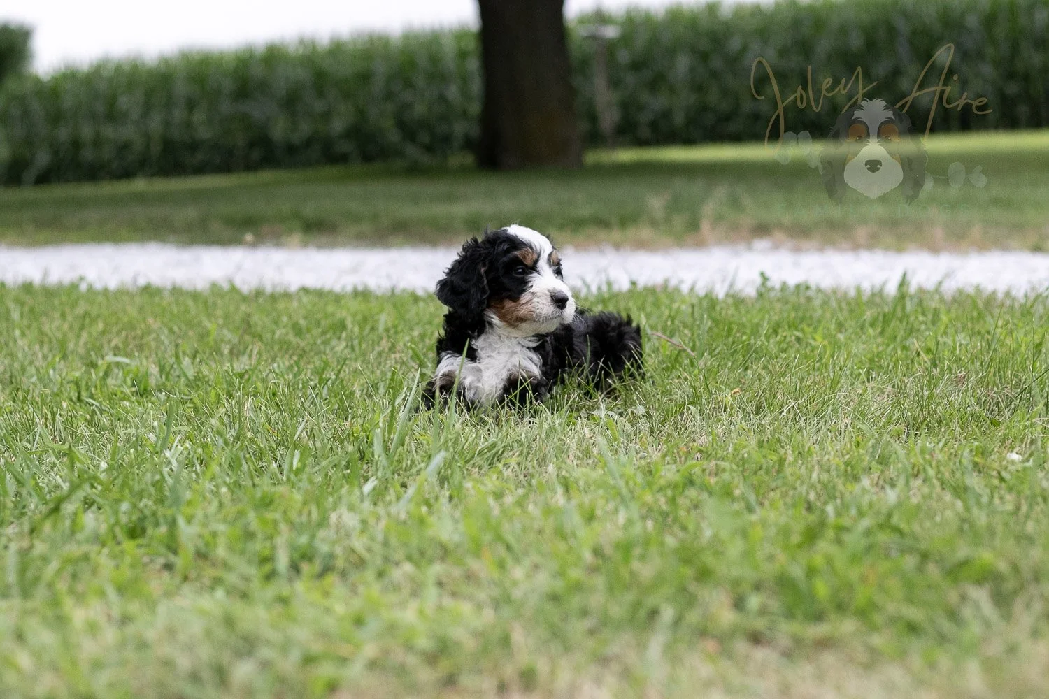 Yellowstone Bernedoodle Puppy-48.jpg