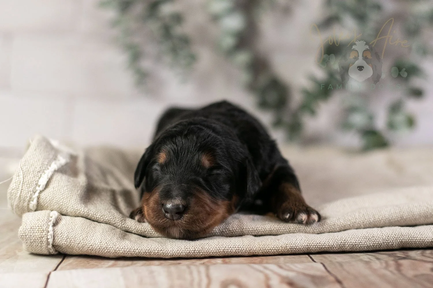 Banjo Bernedoodle Puppy-8.jpg
