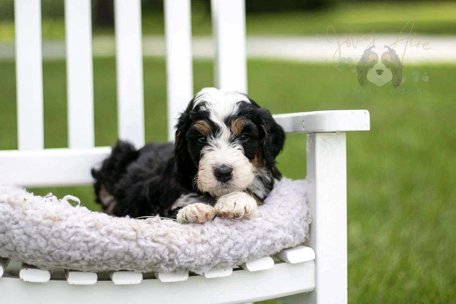 Yellowstone Bernedoodle Puppy-786.jpg