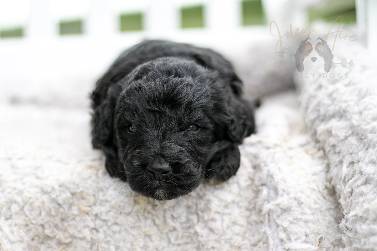 Claude Monet Bernedoodle Puppy-755.jpg