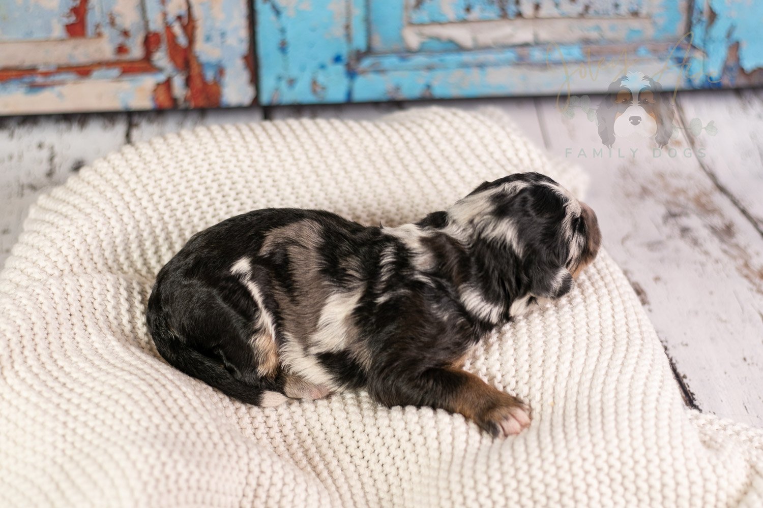 Artemisia Bernedoodle Puppy-153.jpg