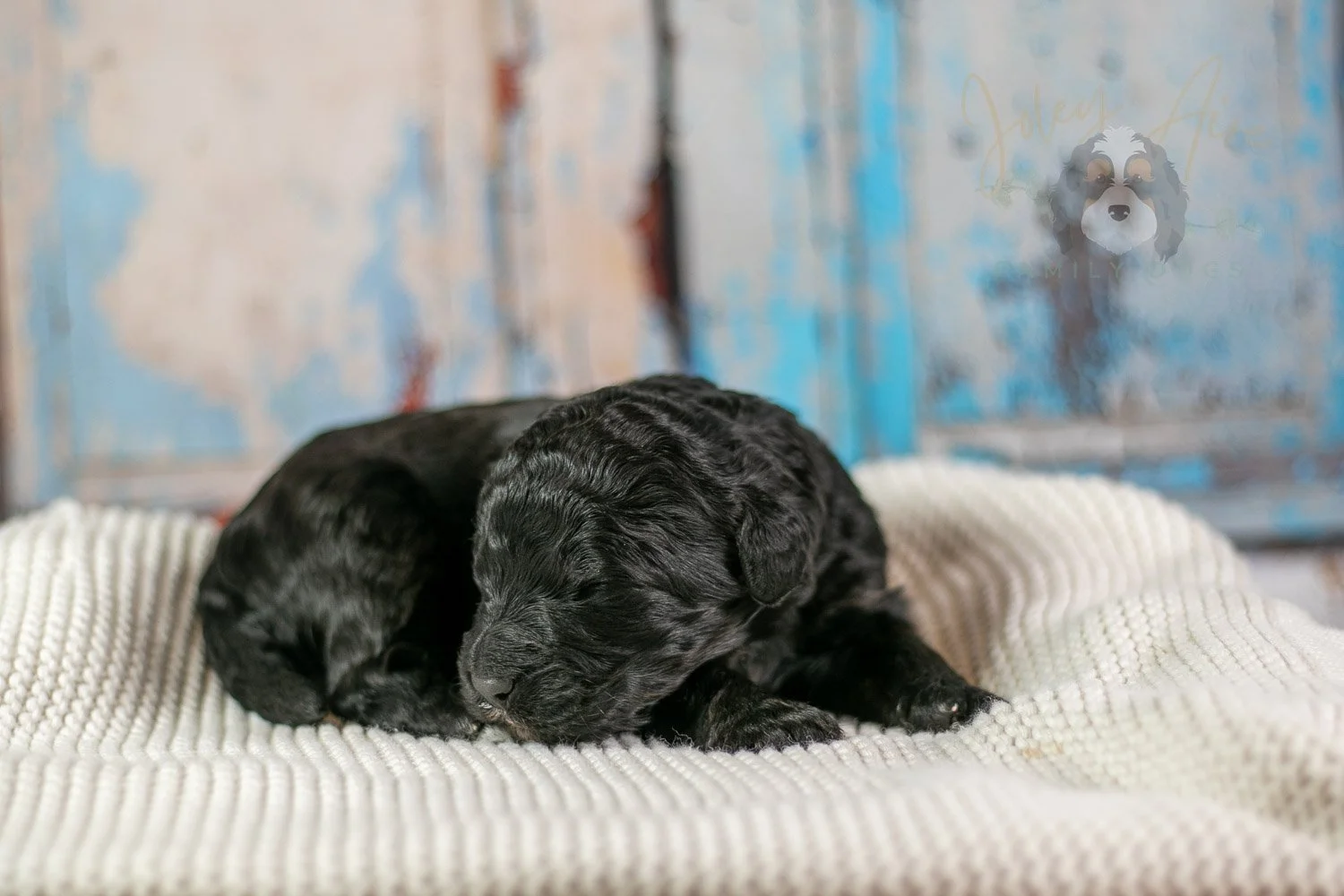 Claude Monet Bernedoodle Puppy-157.jpg
