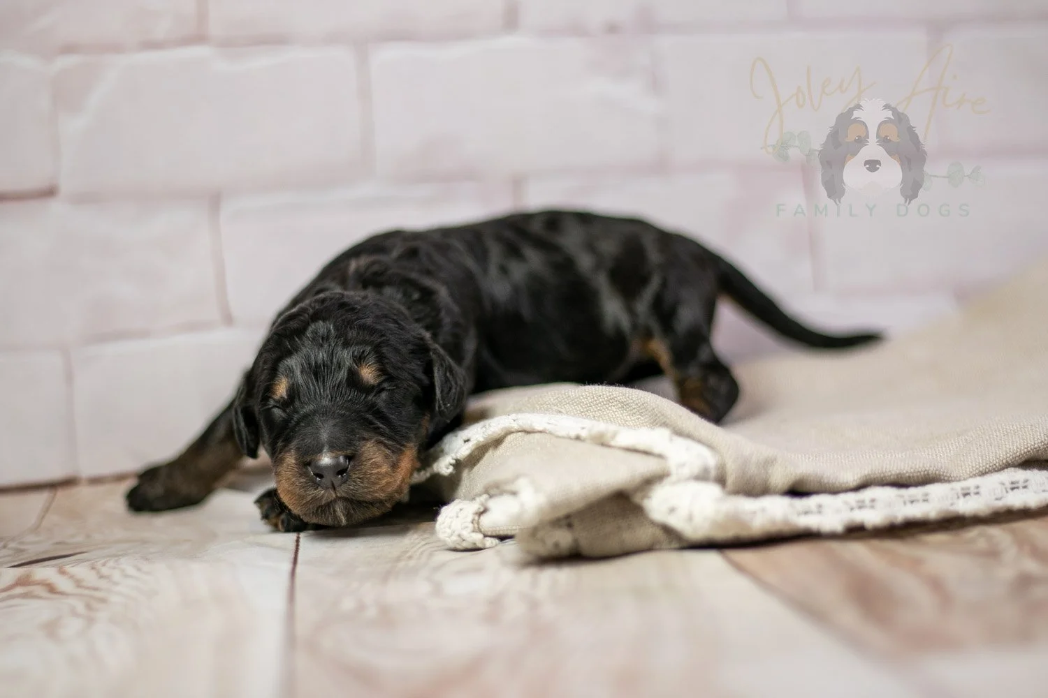 Bryce Bernedoodle Puppy-197.jpg