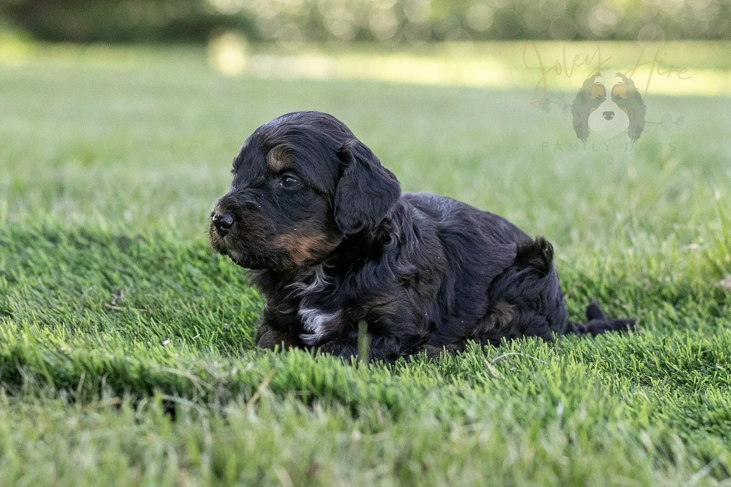 Denali Bernedoodle Puppy-313.jpg
